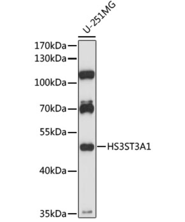 HS3ST3A1 Rabbit Polyclonal Antibody