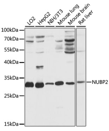 NUBP2 Rabbit Polyclonal Antibody