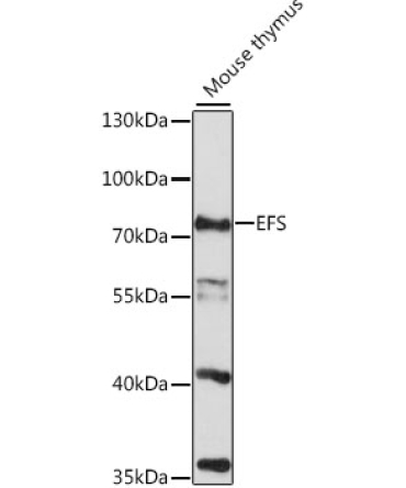 EFS Rabbit Polyclonal Antibody