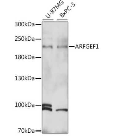 ARFGEF1 Rabbit Polyclonal Antibody
