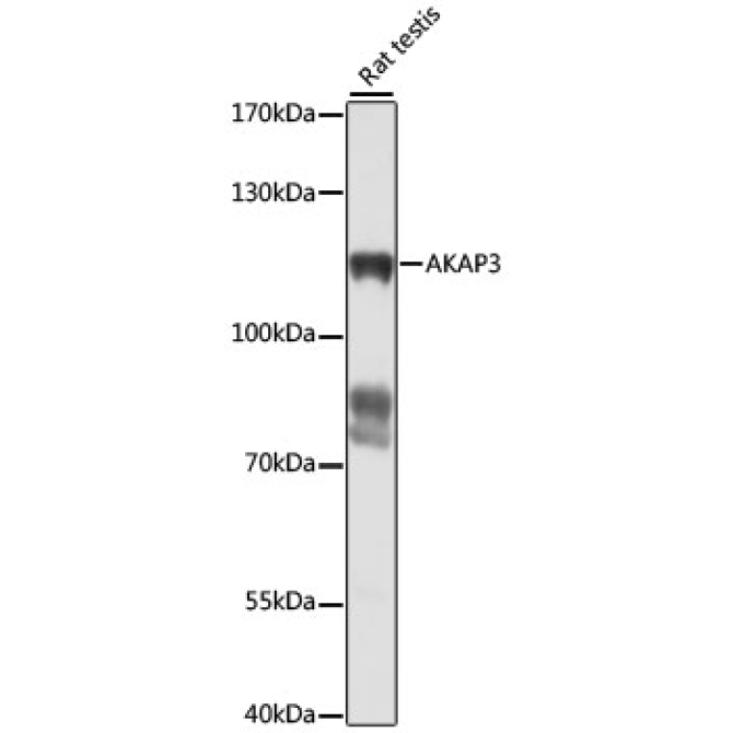 AKAP3 Rabbit Polyclonal Antibody