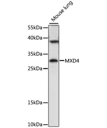 MXD4 Rabbit Polyclonal Antibody