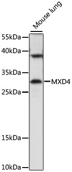 MXD4 Rabbit Polyclonal Antibody
