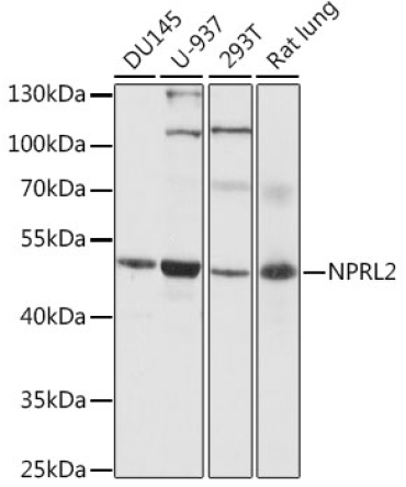 NPRL2 Rabbit Polyclonal Antibody