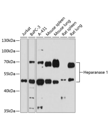 Heparanase 1 Rabbit Polyclonal Antibody