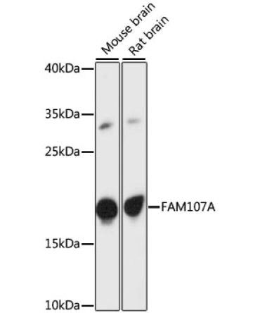 FAM107A Rabbit Polyclonal Antibody