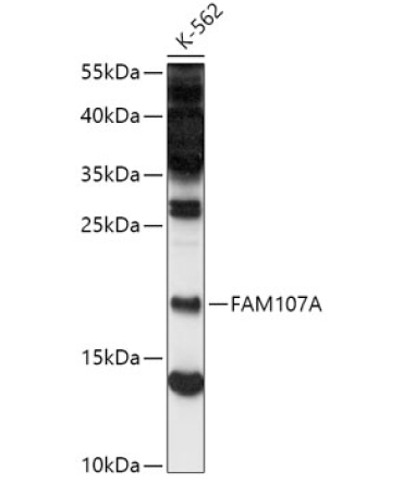 FAM107A Rabbit Polyclonal Antibody