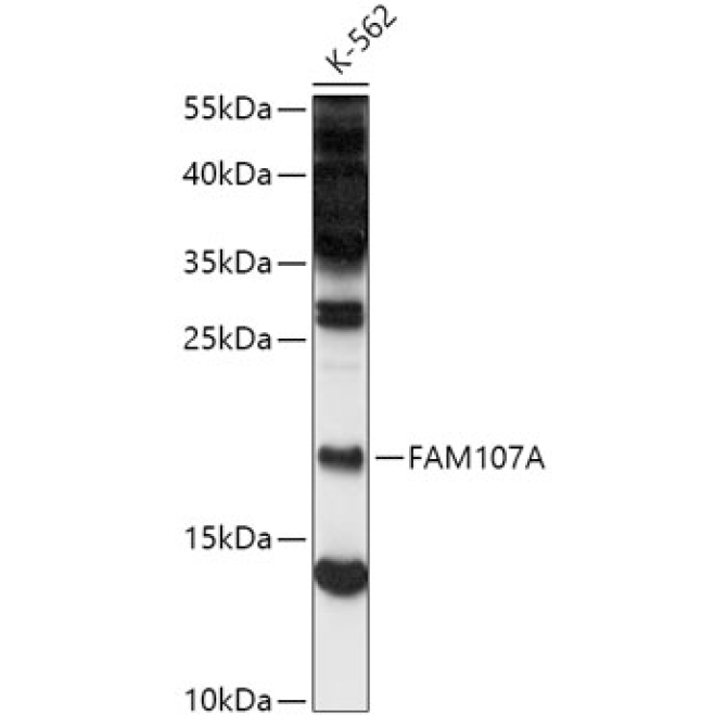 FAM107A Rabbit Polyclonal Antibody