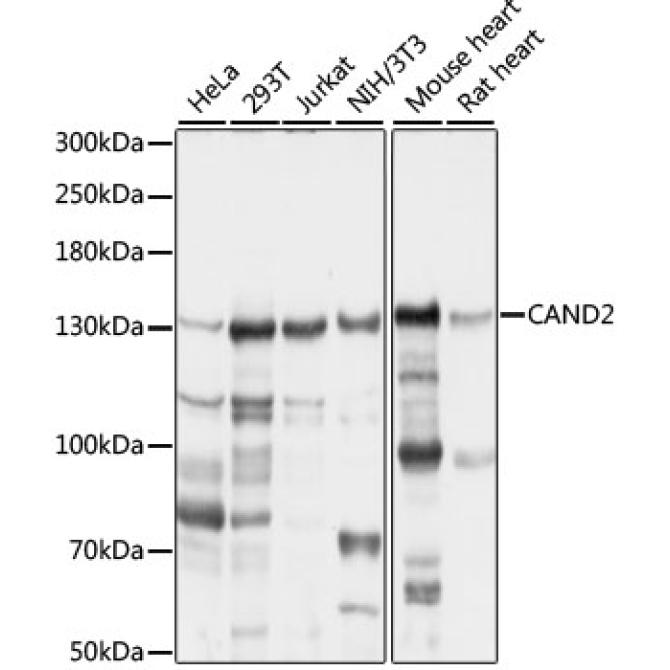 CAND2 Rabbit Polyclonal Antibody