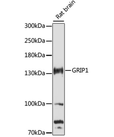 GRIP1 Rabbit Polyclonal Antibody