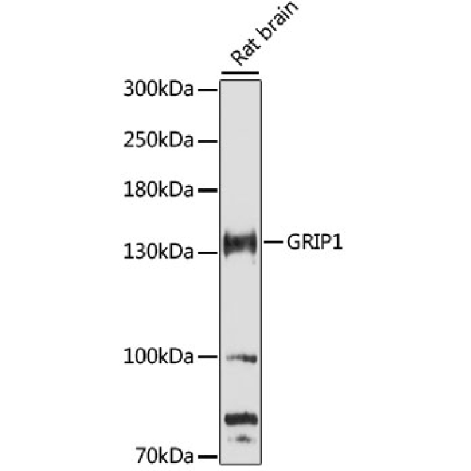 GRIP1 Rabbit Polyclonal Antibody