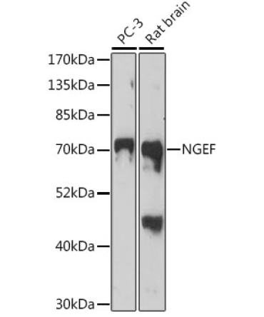 NGEF Rabbit Polyclonal Antibody