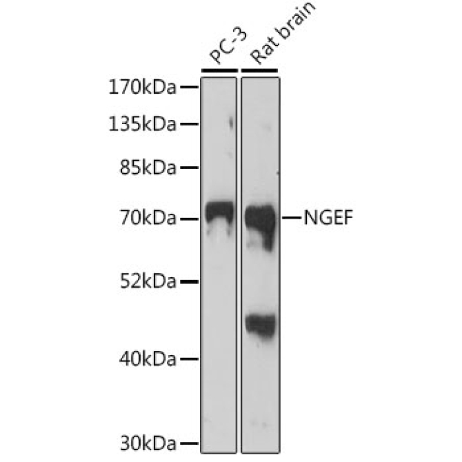 NGEF Rabbit Polyclonal Antibody