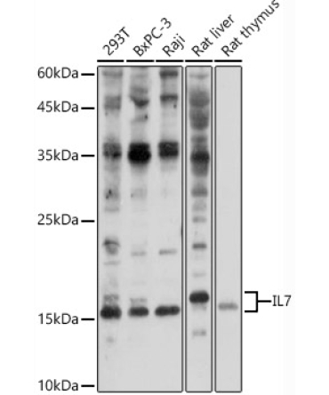 IL7 Rabbit Polyclonal Antibody
