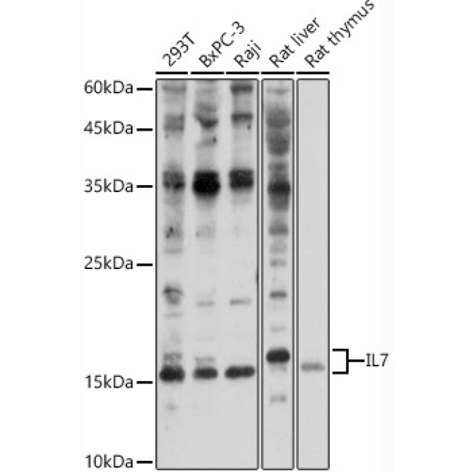 IL7 Rabbit Polyclonal Antibody