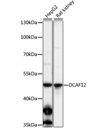 DCAF12 Rabbit Polyclonal Antibody