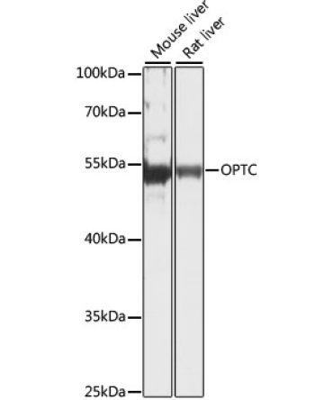 OPTC Rabbit Polyclonal Antibody