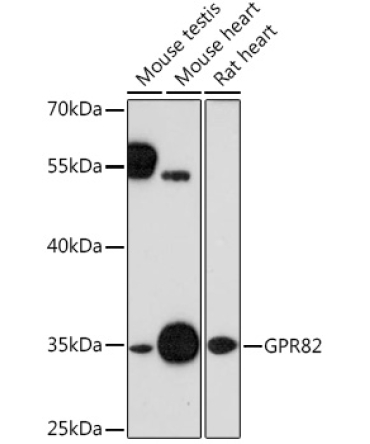 GPR82 Rabbit Polyclonal Antibody