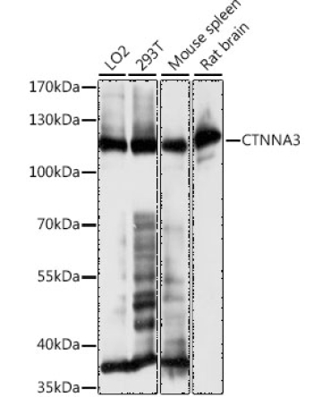 CTNNA3 Rabbit Polyclonal Antibody