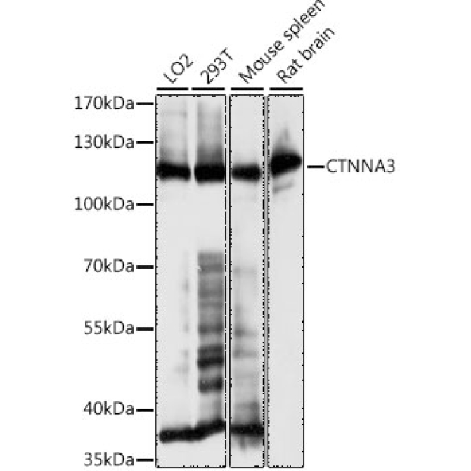CTNNA3 Rabbit Polyclonal Antibody