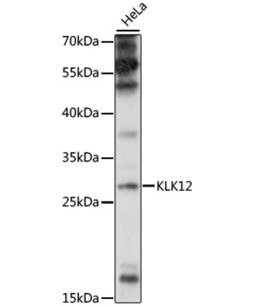 KLK12 Rabbit Polyclonal Antibody