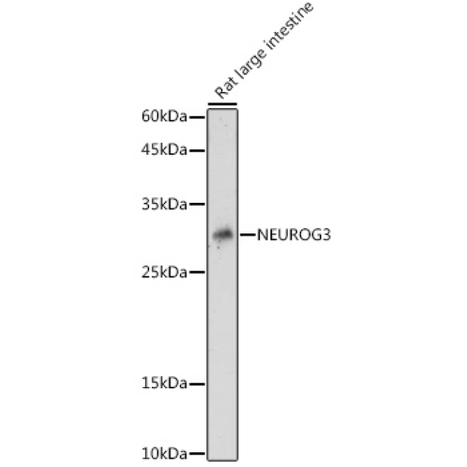 NEUROG3 Rabbit Polyclonal Antibody