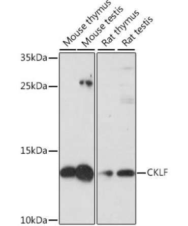 CKLF Rabbit Polyclonal Antibody
