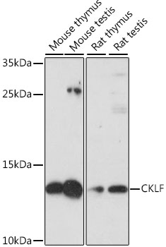 CKLF Rabbit Polyclonal Antibody