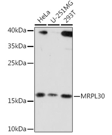 MRPL30 Rabbit Polyclonal Antibody