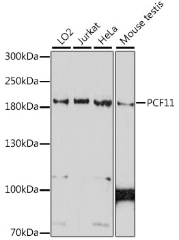 PCF11 Rabbit Polyclonal Antibody