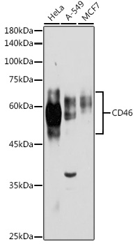 CD46 Rabbit Polyclonal Antibody
