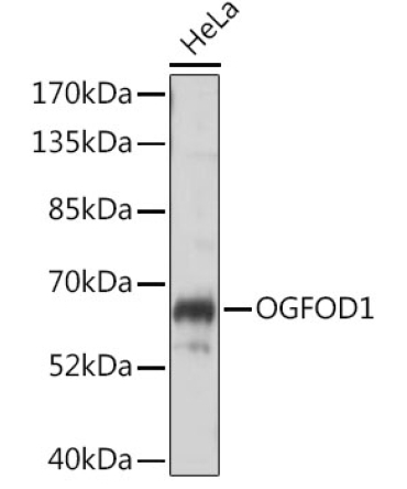 OGFOD1 Rabbit Polyclonal Antibody