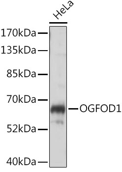 OGFOD1 Rabbit Polyclonal Antibody