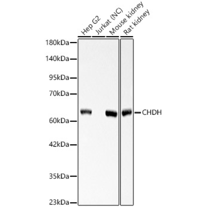CHDH Rabbit Polyclonal Antibody