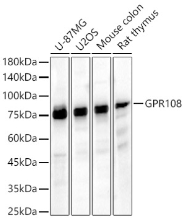 GPR19,400 Rabbit Polyclonal Antibody