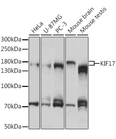 KIF17 Rabbit Polyclonal Antibody