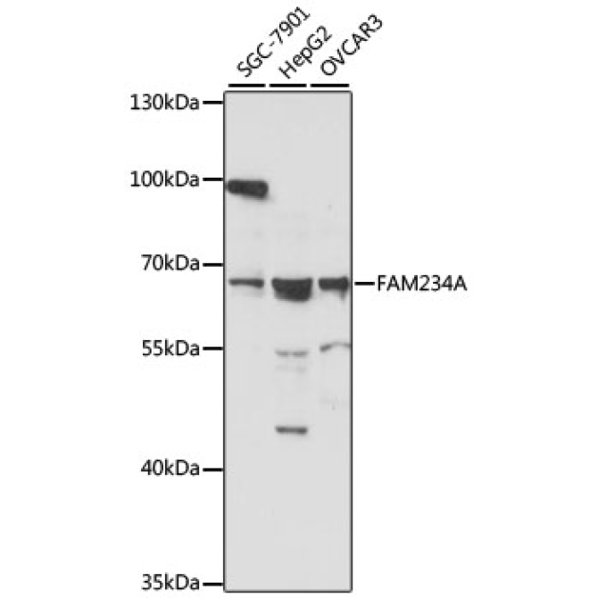 FAM234A Rabbit Polyclonal Antibody