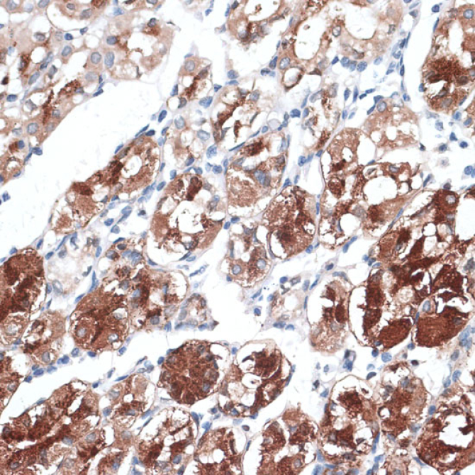 DTNBP1 Rabbit Polyclonal Antibody