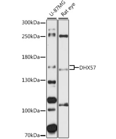 DHX57 Rabbit Polyclonal Antibody