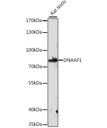 DNAAF1 Rabbit Polyclonal Antibody