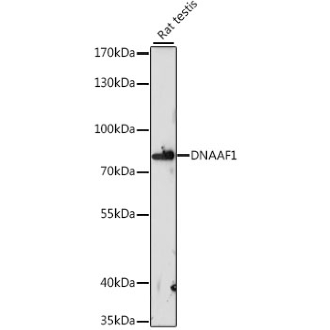 DNAAF1 Rabbit Polyclonal Antibody