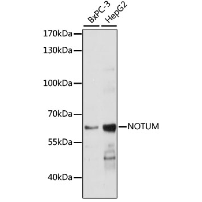 NOTUM Rabbit Polyclonal Antibody