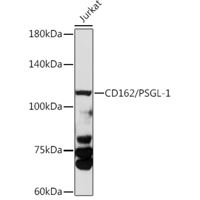 CD162/PSGL-1 Rabbit Polyclonal Antibody