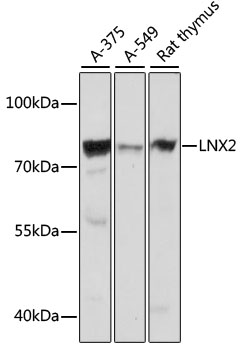 LNX2 Rabbit Polyclonal Antibody