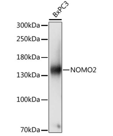 NOMO2 Rabbit Polyclonal Antibody
