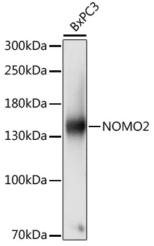 NOMO2 Rabbit Polyclonal Antibody