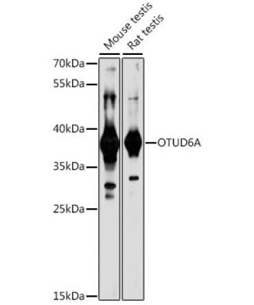 OTUD6A Rabbit Polyclonal Antibody