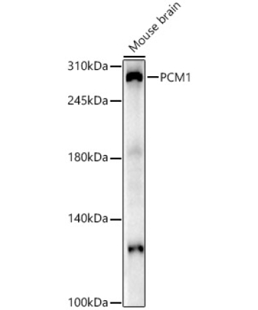 PCM1 Rabbit Polyclonal Antibody
