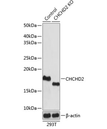 CHCHD2 Rabbit Polyclonal Antibody [KO Validated]