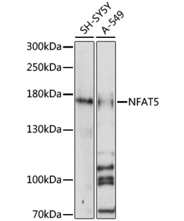 NFAT5 Rabbit Polyclonal Antibody